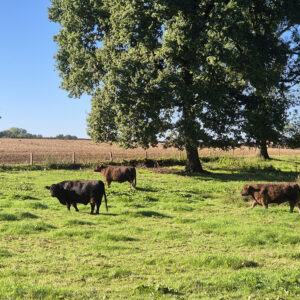 Belted Galloway vlees pakket uit natuurgebied