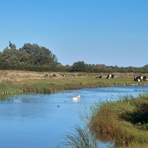 Vleespakket Belted Galloway grasgevoerd 6 kg