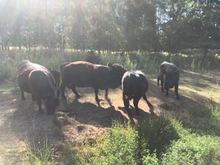 Vleespakket Belted Galloway ±15 kg