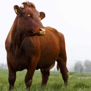 Vleespakket West-Vlaams rood rund ± 11,6 kg